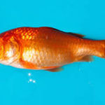 goldfish