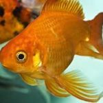 goldfish