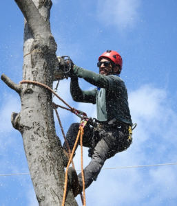 tree cutting