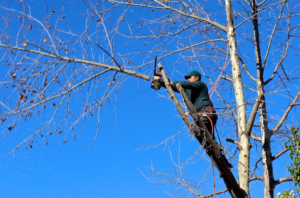 tree cutting