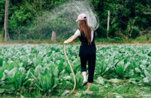 watering plants