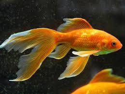 goldfish in fish tank