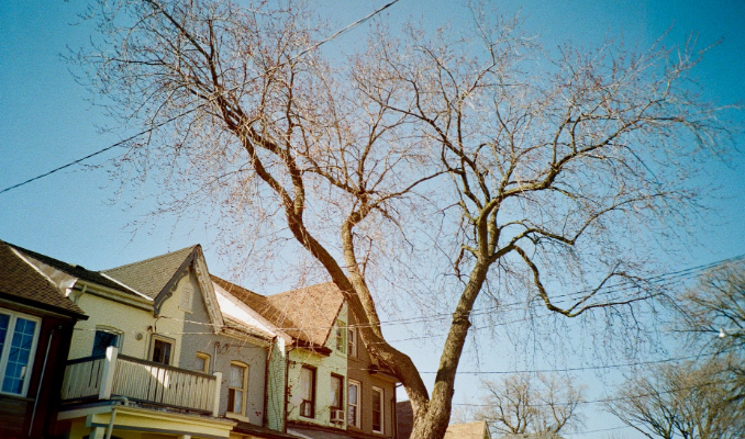 tree cutting